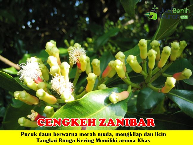 Bibit Cengkeh Zanibar
