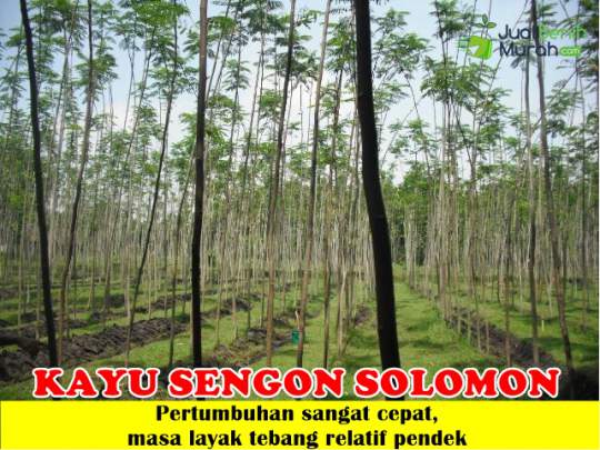 Kayu Sengon Solomon