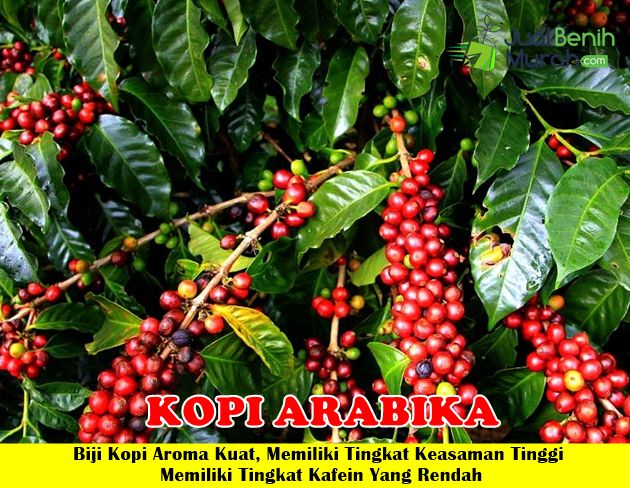 Kopi Arabika