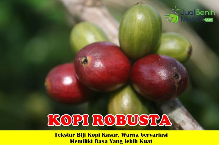 Kopi Robusta