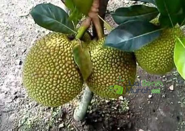 Nangka Mini