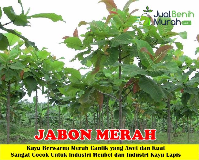 Pohon Jabon Merah