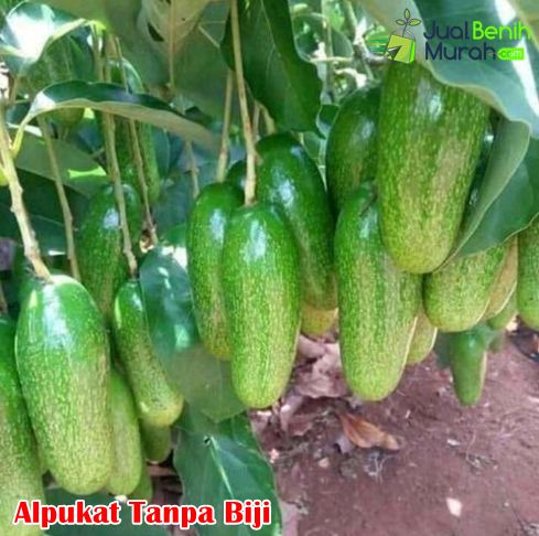 Alpukat Tanpa Biji Super