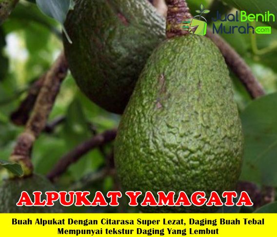 Bibit Alpukat Yamagata