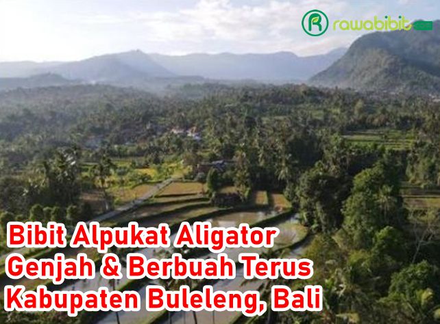 Bibit Alpukat Aligator Buleleng, Bali