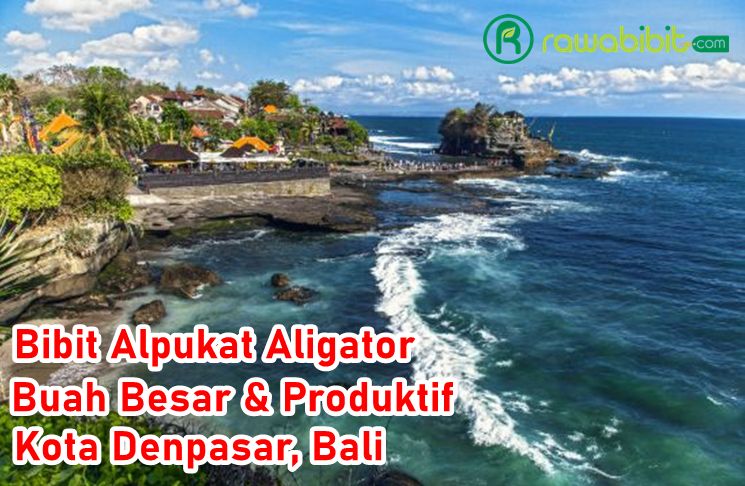 Bibit Alpukat Aligator Denpasar, Bali
