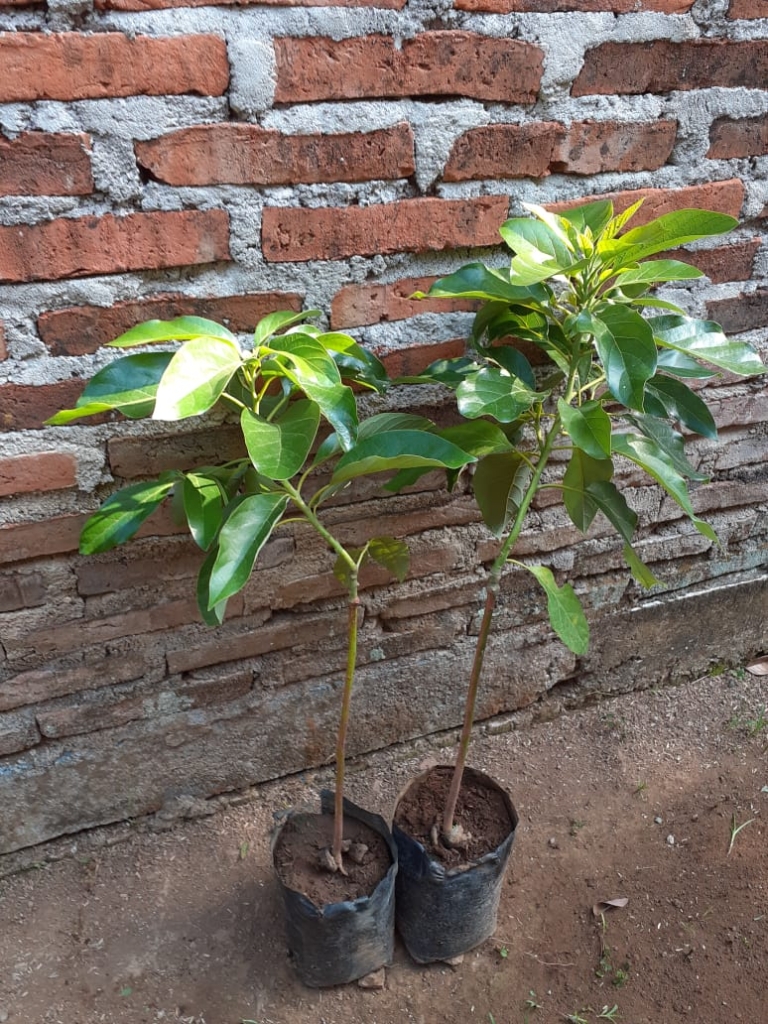 Bibit Alpukat Tanpa Biji