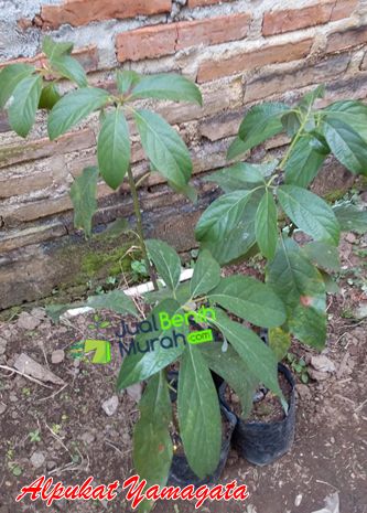 Bibit Alpukat Yamagata