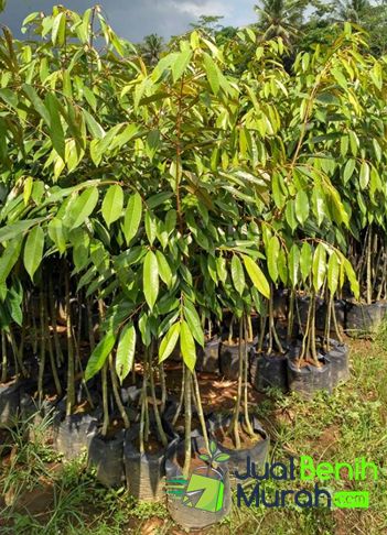 Bibit DUrian Pelangi Unggul