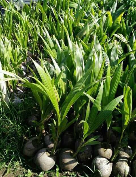 Bibit Kelapa Genjah Entok 