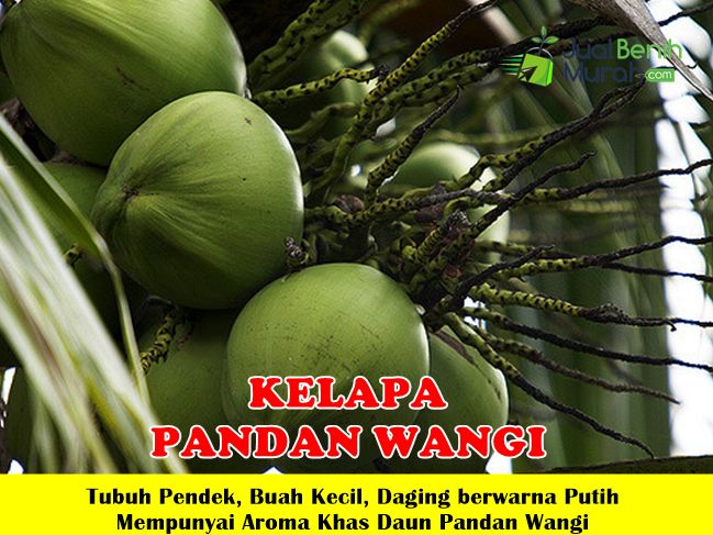 Bibit Kelapa Pandan Wangi Super