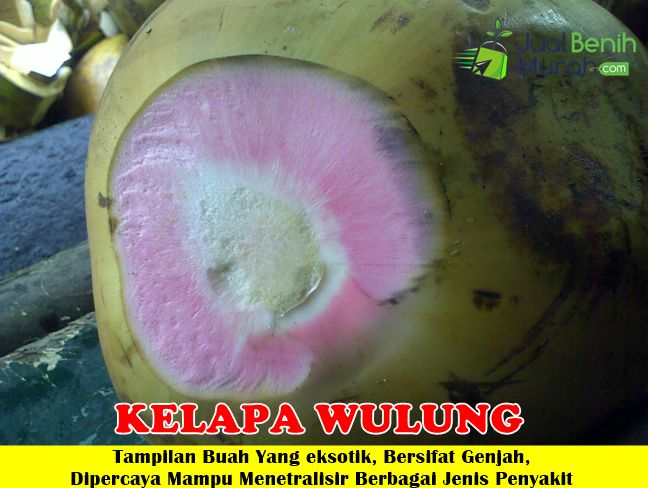 Bibit Kelapa Wulung Langka