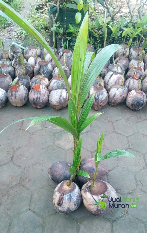 Bibit Kelapa Wulung Unggul