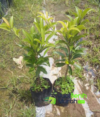 Bibit Sawo manila unggul