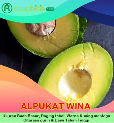 Bibit Alpukat Wina