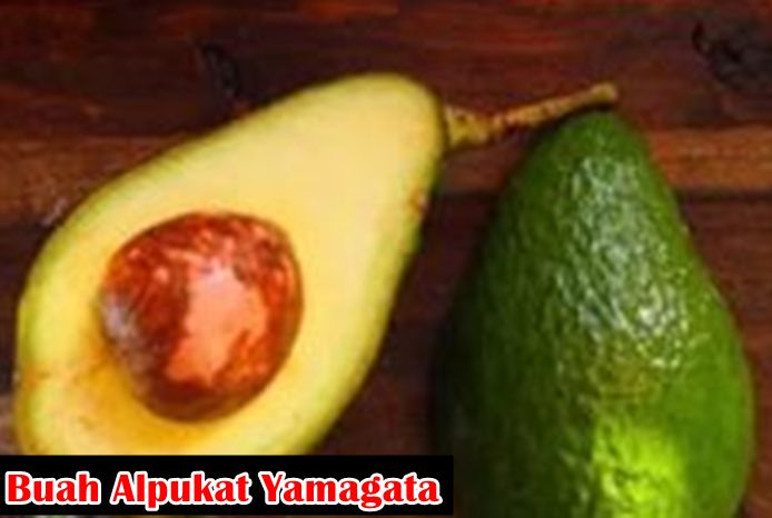 Buah Alpukat Yamagata