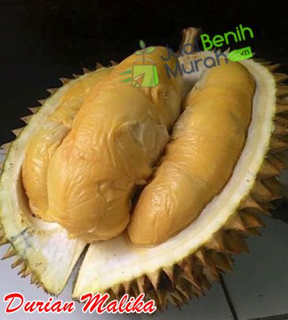 Buah Durian Malika