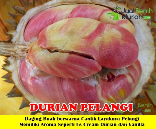 Bibit Durian Pelangi Unggul