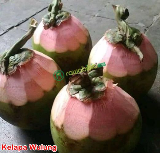 Buah Kelapa Wulung