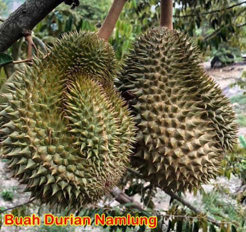 Buah durian Namlung