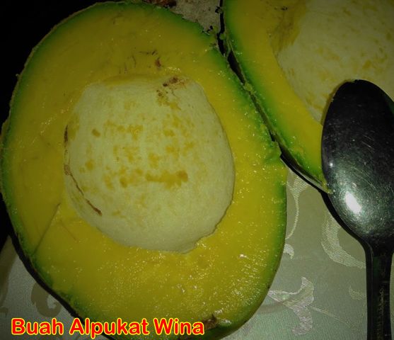 Buah alpukat wina