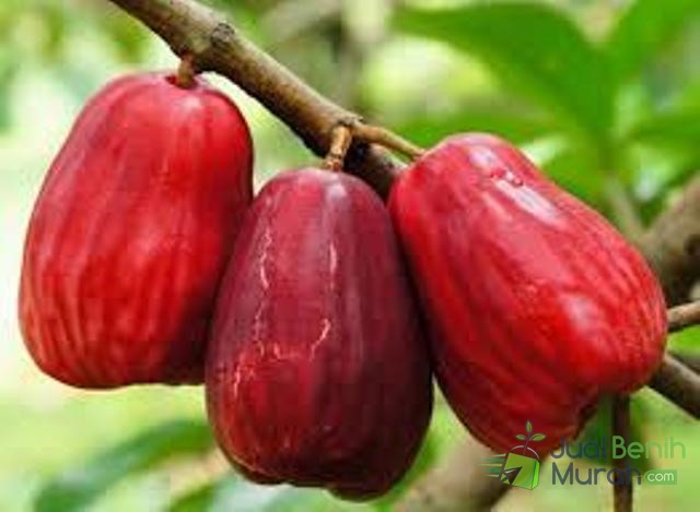 Bibit Jambu Bol Jamaika