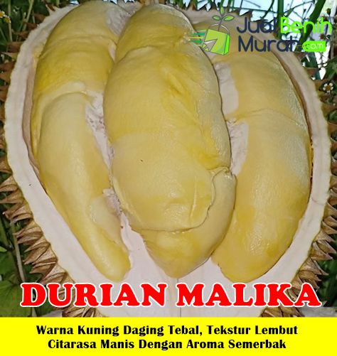 Bibit Durian Malika