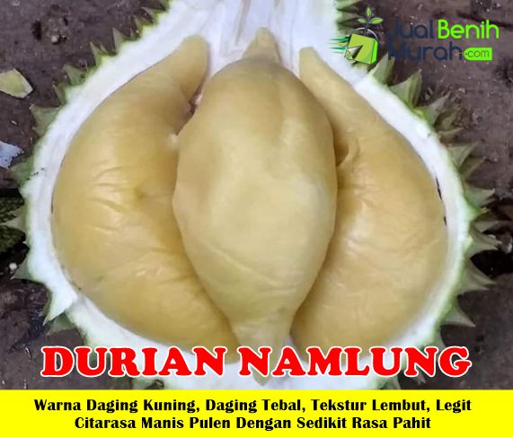Bibit Durian Namlung