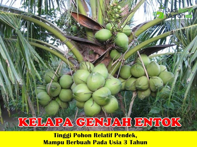 Bibit Kelapa Genjah Entok