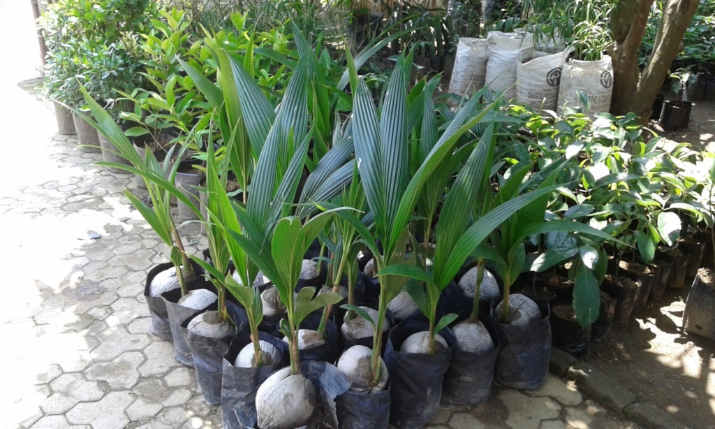 Bibit Kelapa pandan wangi langka