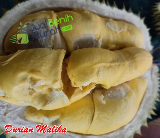 Bibit Durian Malika 2