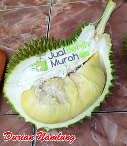 Durian Namlung 2