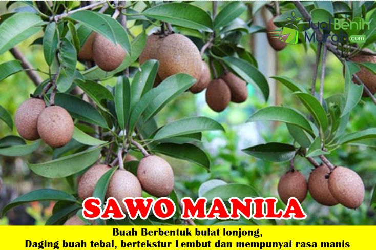 Bibit Sawo Manila