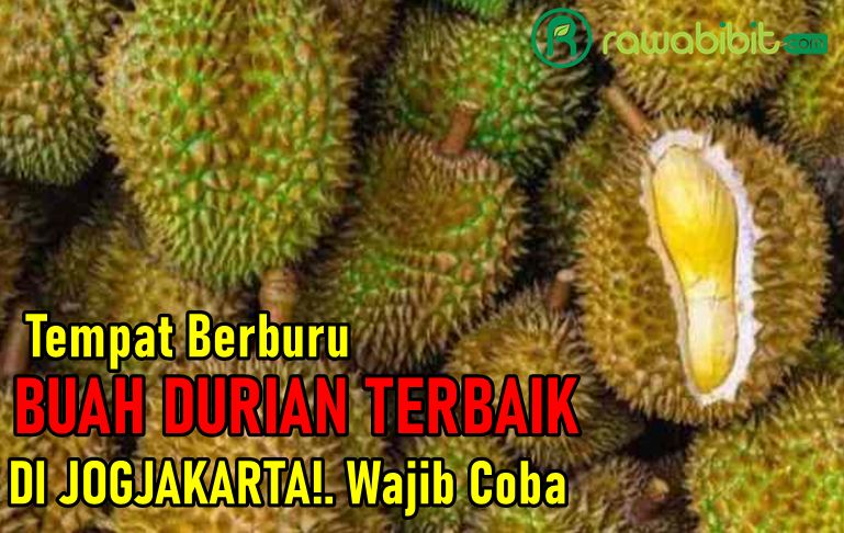 Tempat Berburu Durian di Jogja