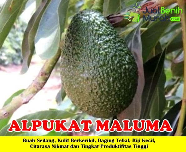 bibit alpukat maluma