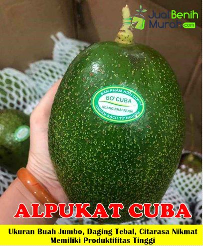 Bibit Alpukat Cuba