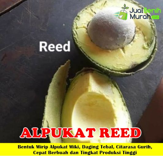 Bibit Alpukat Reed
