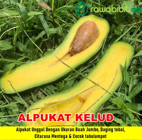 Bibit Alpukat Kelud