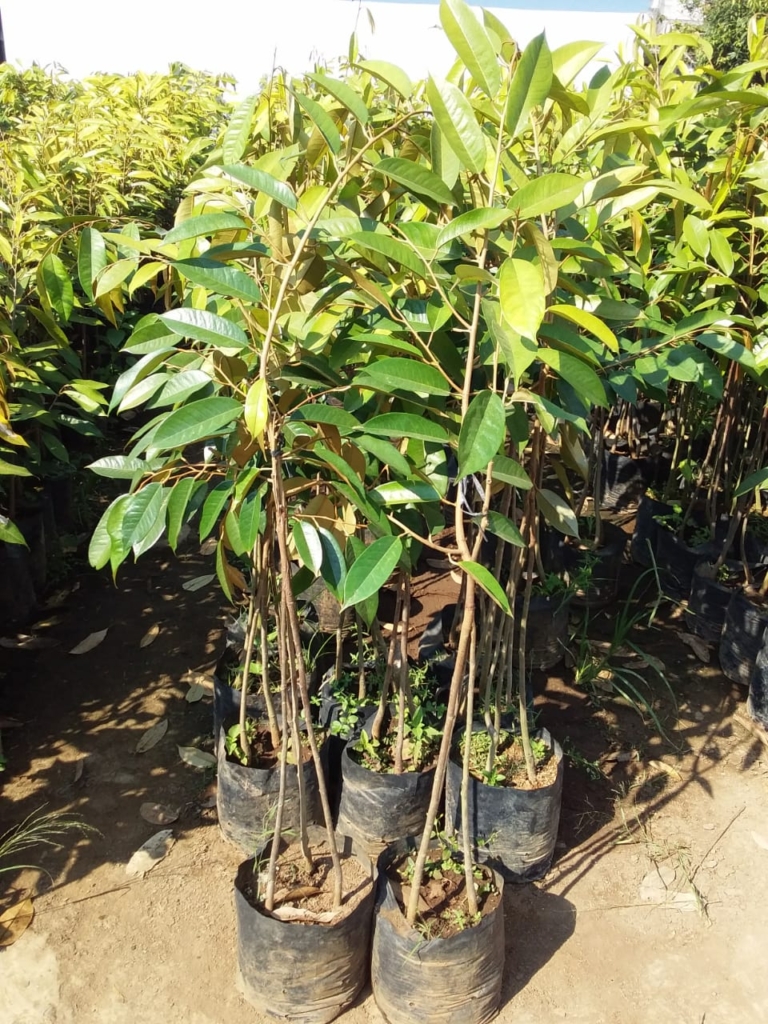 Bibit Durian Bawor Kaki 3 Unggul