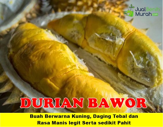 Bibit Durian Bawor Kaki 3 Unggul