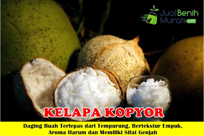 Bibit Kelapa Kopyor Langka