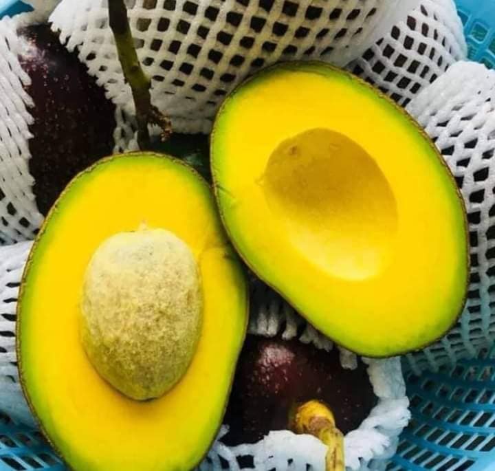 Buah Alpukat Cuba Unggul