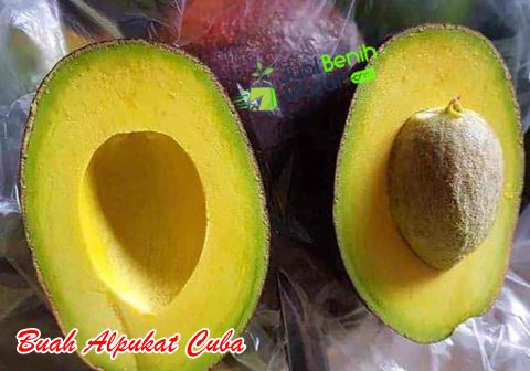 Buah Alpukat Cuba