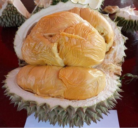 Bibit Durian Duri Hitam Kaki 3 Unggul