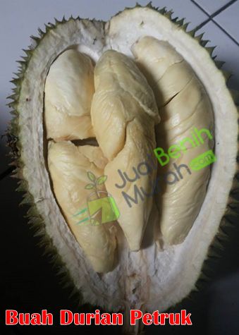 Buah Durian Petruk
