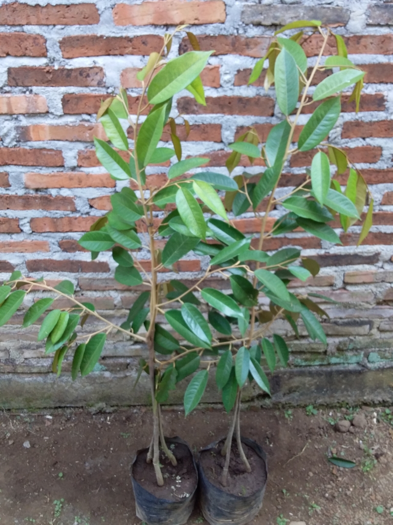 Bibit Durian Duri Hitam Kaki 3 Unggul