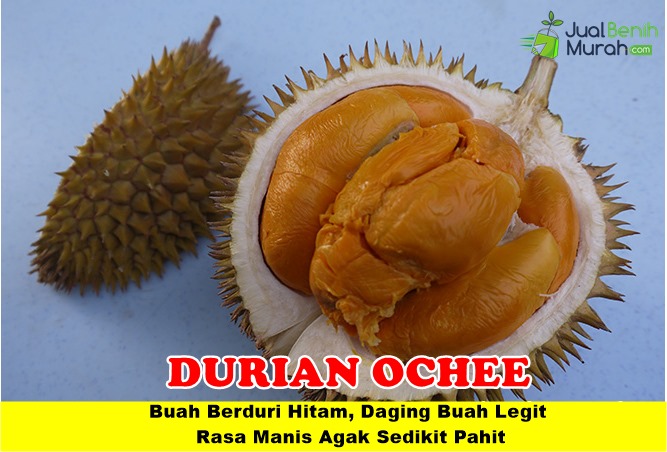 Bibit Durian Duri Hitam Kaki 3 Unggul