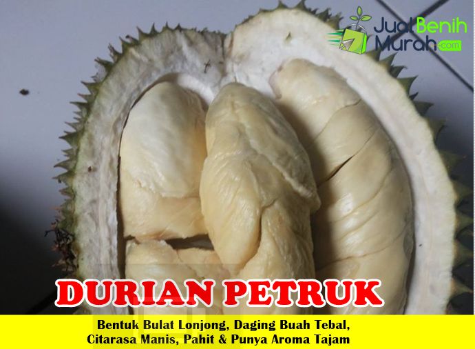 Bibit Durian Petruk