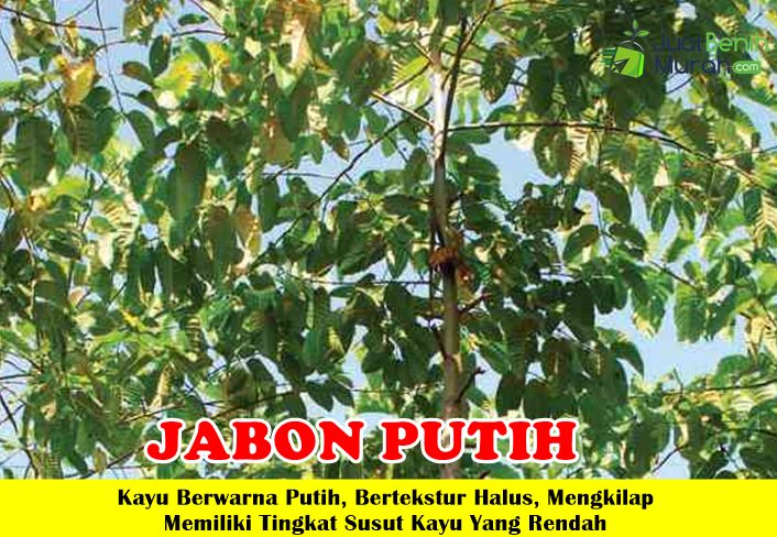 Bibit Jabon Putih