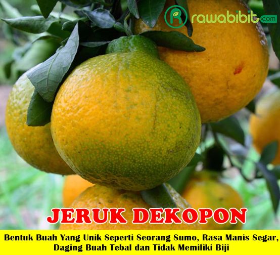 Bibit Jeruk Dekopon